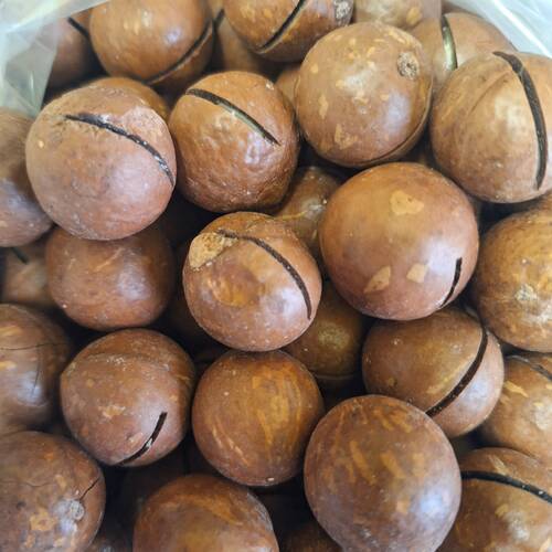 Noci di Macadamia